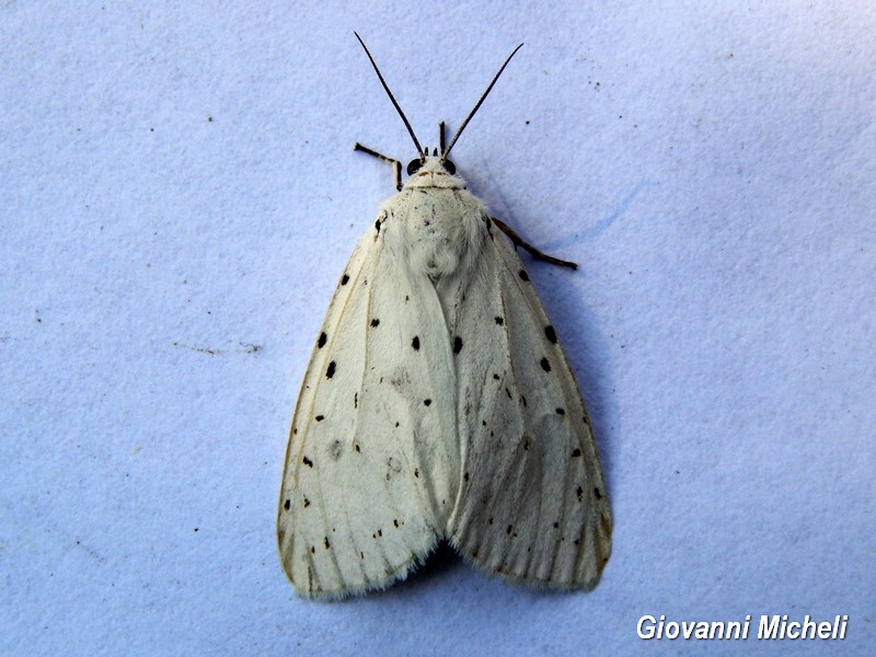 Erebidae da Identificare - Spilosoma lubricipeda